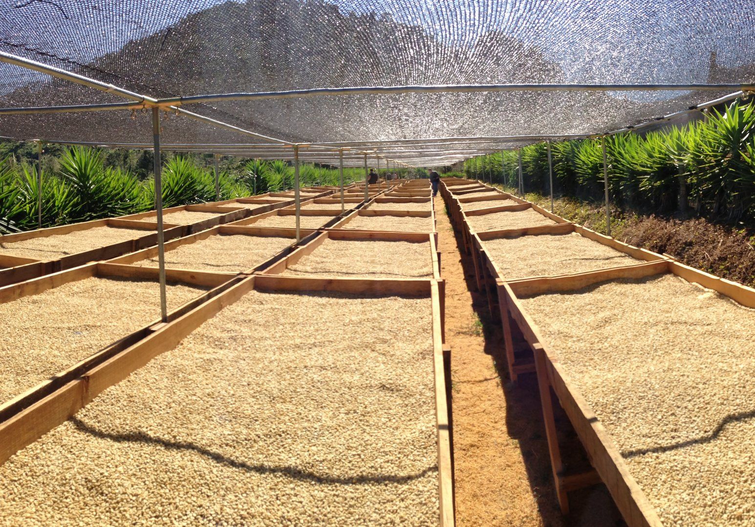 Drying on raised beds